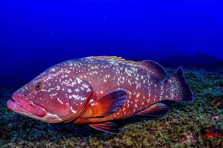 Whole Grouper Sold by the Pound